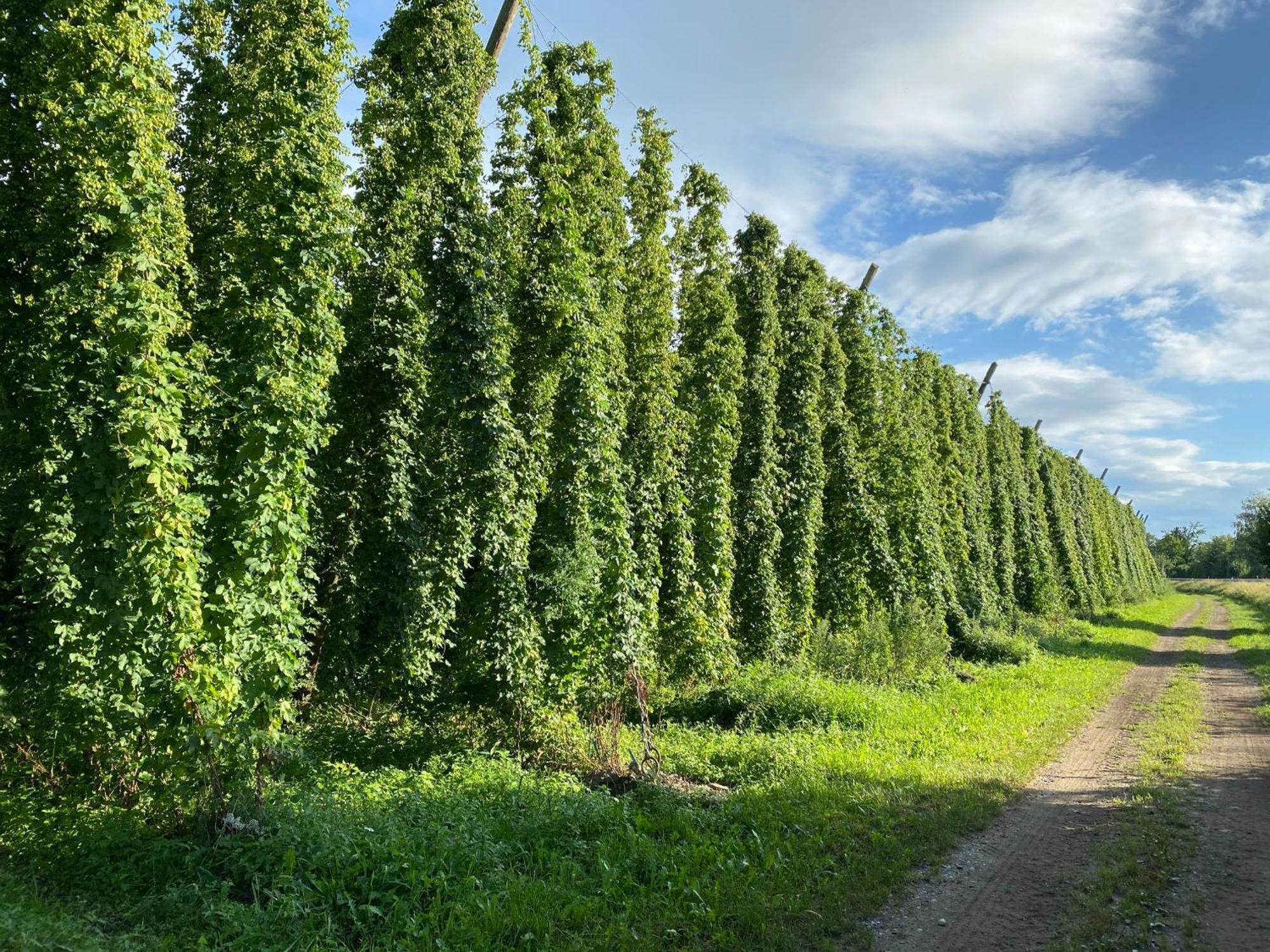 Beim Dorfbach - Die Hofchalets Kressbronn am Bodensee Buitenkant foto