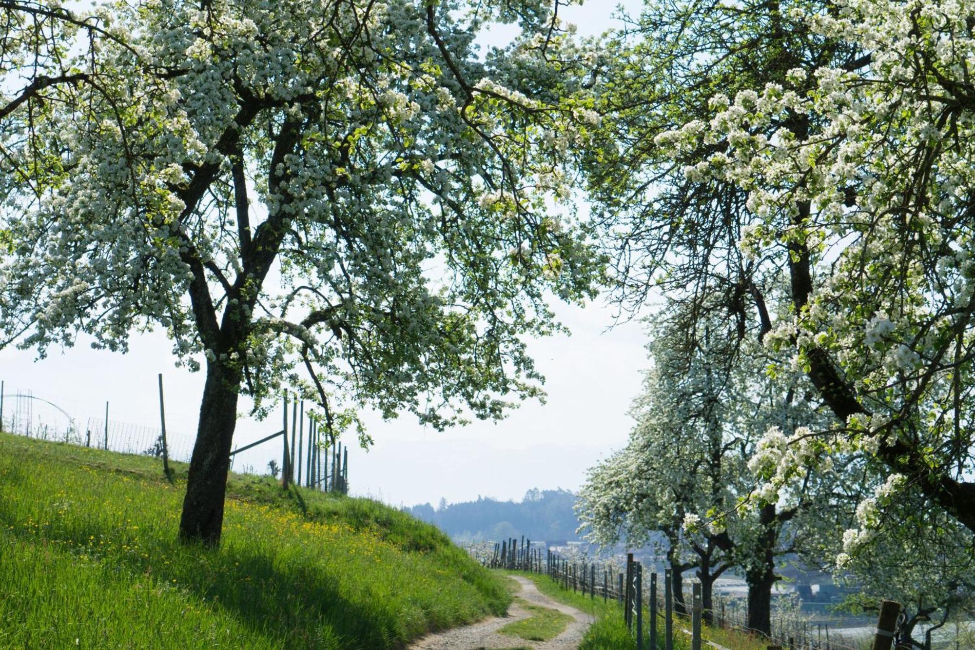 Beim Dorfbach - Die Hofchalets Kressbronn am Bodensee Buitenkant foto